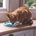gamelle-chat-en-bambou-beco-pets
