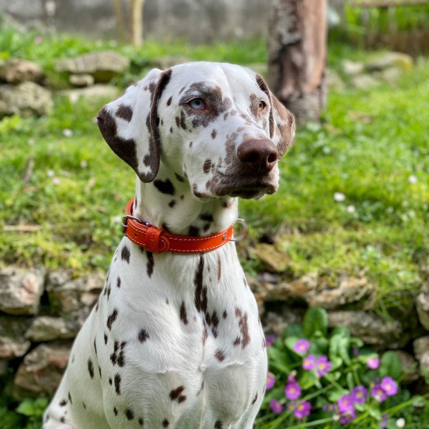 Collier chien cuir pleine fleur double épaisseur Martin sellier