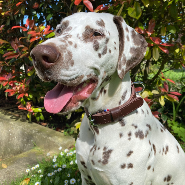 Collier chien cuir pleine fleur double épaisseur Martin sellier