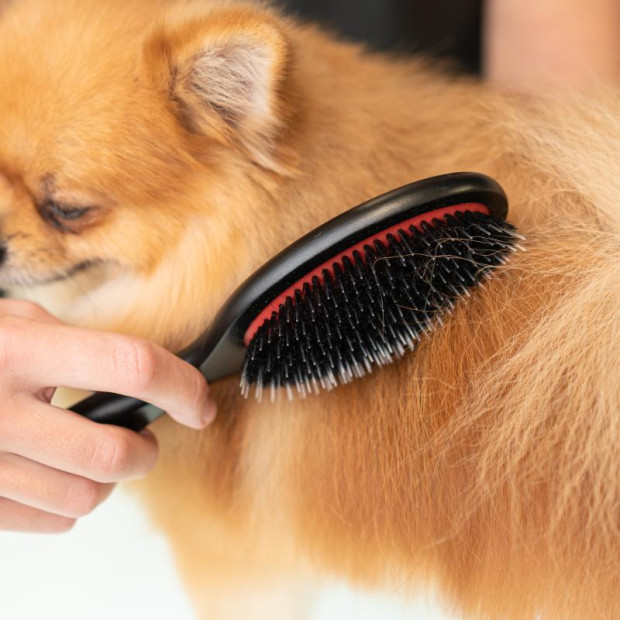 Brosse prestige Tauro Pro Line