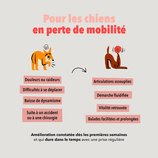 Bouchées Articulations Delamour – Soutien naturel pour le confort articulaire