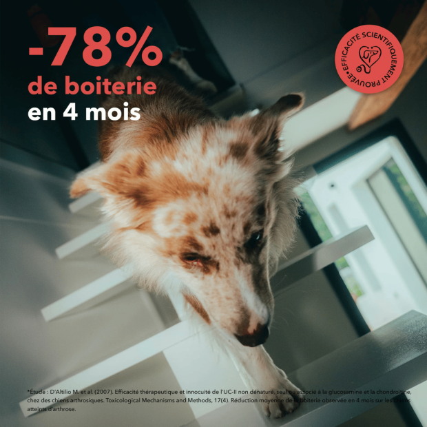 Bouchées Articulations Delamour – Soutien naturel pour le confort articulaire
