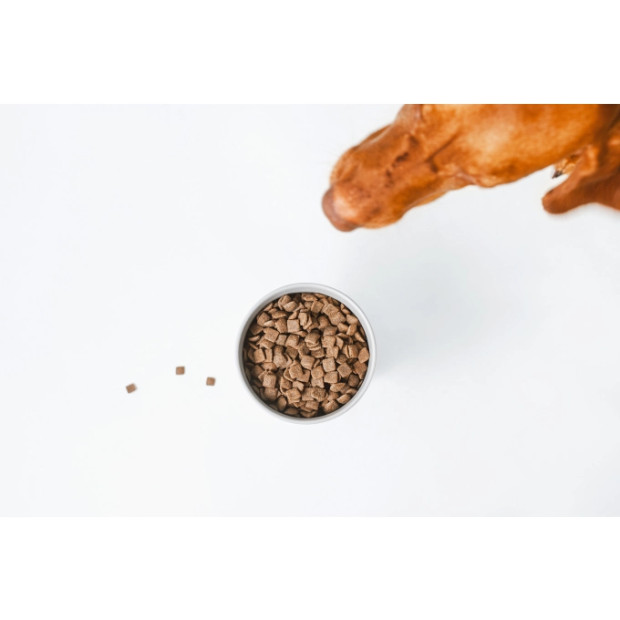 Croquettes pour chien roux adulte, recette au saumon