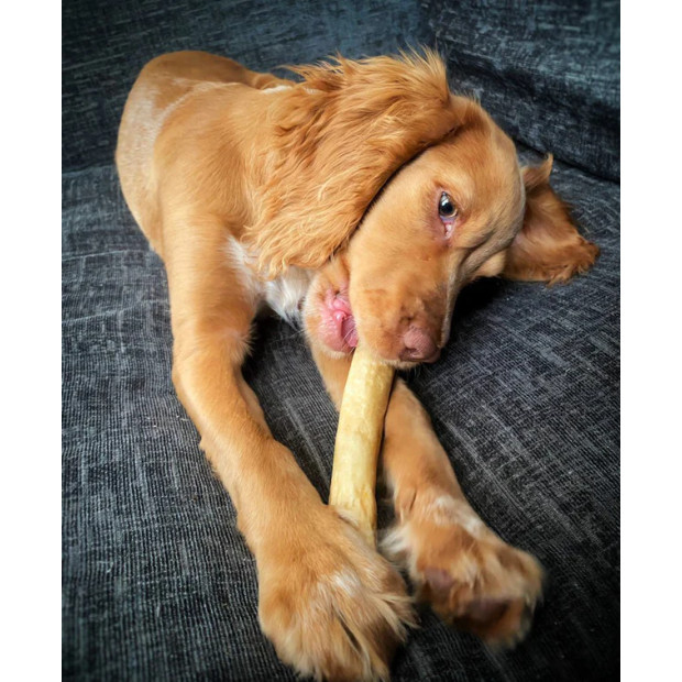 Queue de boeuf pour chien et chiot JR Pet Products