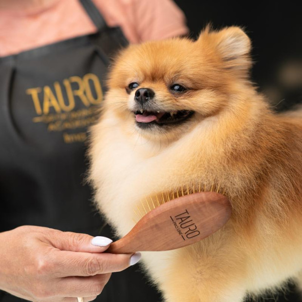 Brosse premium bois de poirier Tauro Pro Line