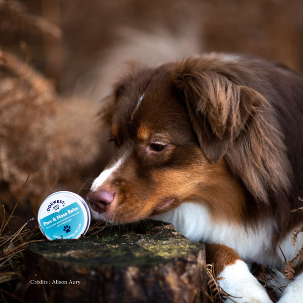 Baume coussinets truffe Dorwest pour chiens et chats