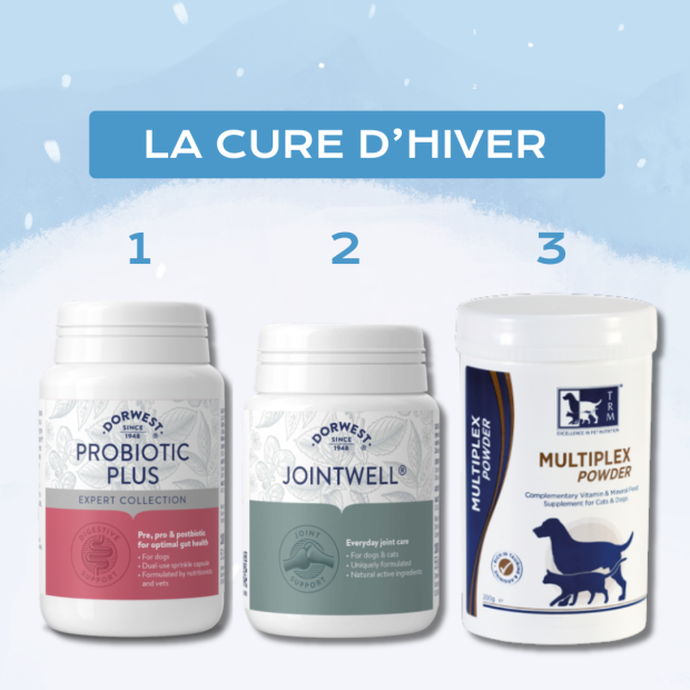 Cure d’Hiver pour chien : Immunité, digestion et articulations