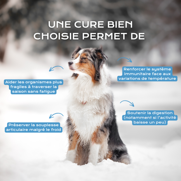 Cure d’Hiver pour chien : Immunité, digestion et articulations