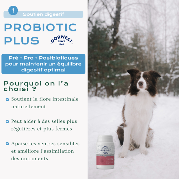 Cure d’Hiver pour chien : Immunité, digestion et articulations