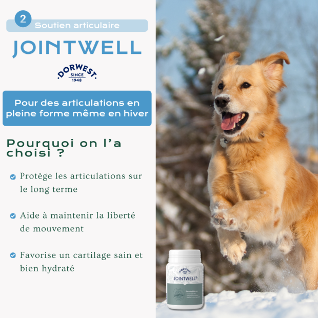 Cure d’Hiver pour chien : Immunité, digestion et articulations