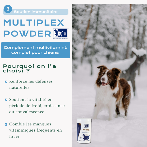 Cure d’Hiver pour chien : Immunité, digestion et articulations