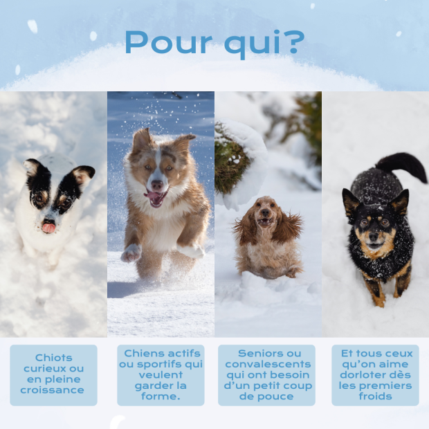 Cure d’Hiver pour chien : Immunité, digestion et articulations