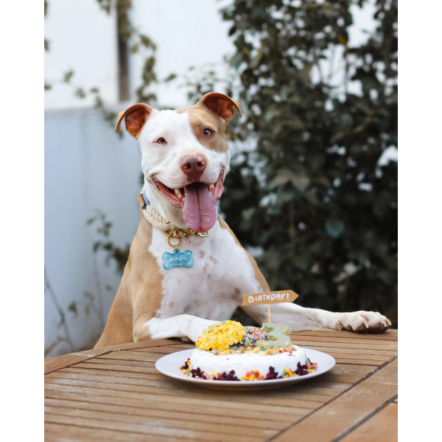 Mélange pour Gâteau d'Anniversaire au Poulet pour chiens