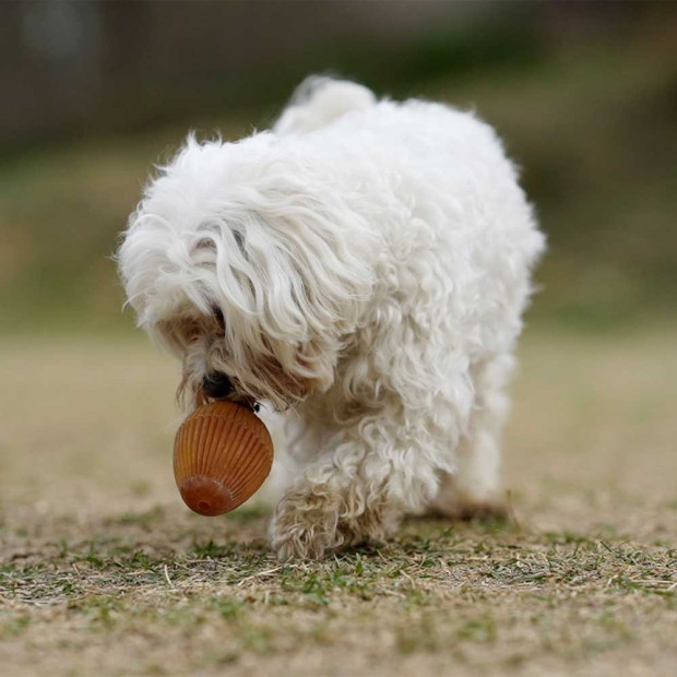 Oeuf en résine organique pour chien Rub Gossy