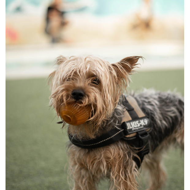 Oeuf en résine organique pour chien Rub Gossy