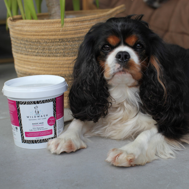 Magic-Mud-Wildwash-with-cavalier-king-charles