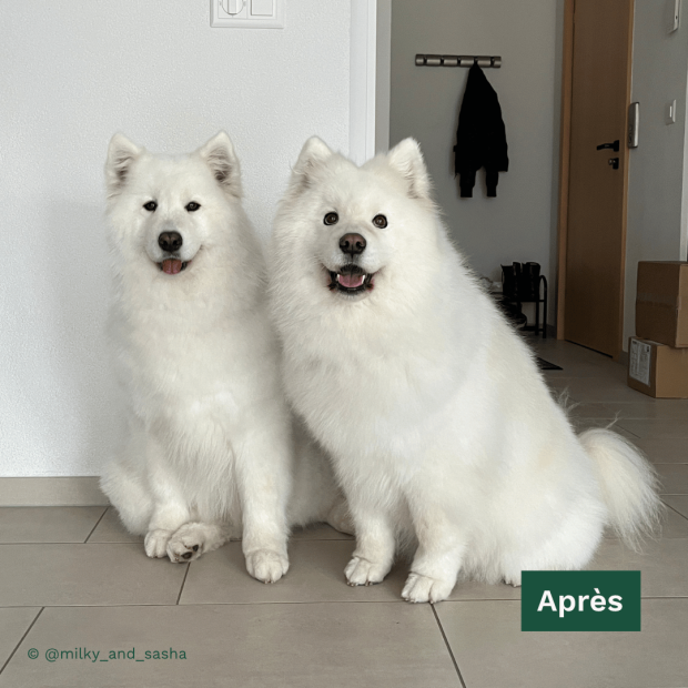 Shampoing hydratation intense chien blanc Tauro Pro Line