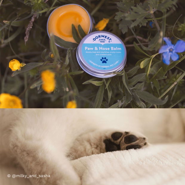 Baume coussinets truffe Dorwest pour chiens et chats