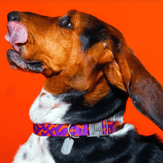Collier Chien Éco-Responsable Poppy Sunrise Hot Doggies