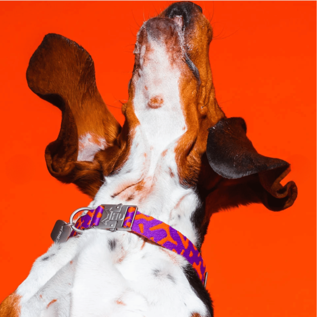 Collier Chien Éco-Responsable Poppy Sunrise Hot Doggies