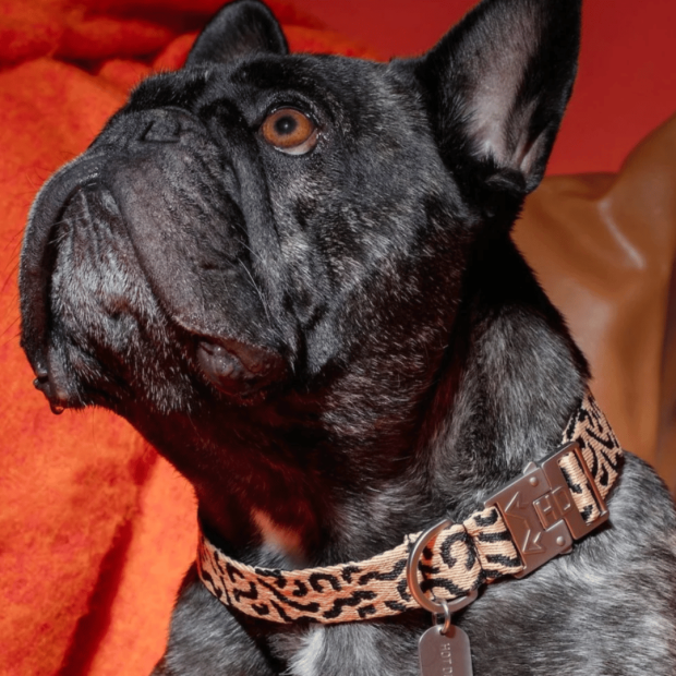 Collier Chien Éco-responsable Coco Noir Hot Doggies