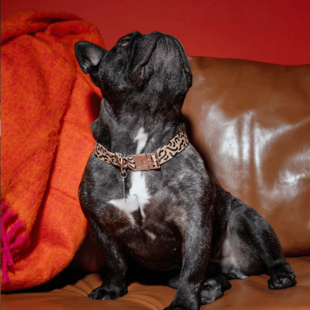 Collier Chien Éco-responsable Coco Noir Hot Doggies