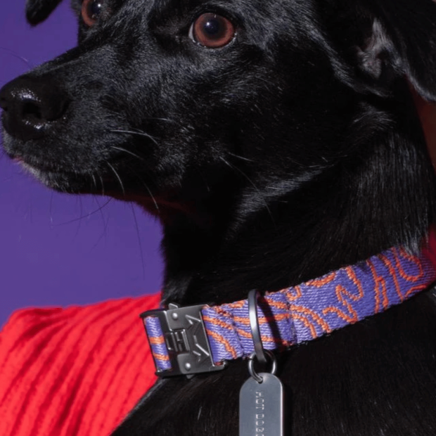 Collier Chien Éco-responsable Lily Coral Hot Doggies