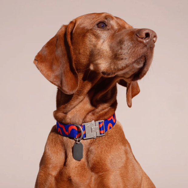 Collier Chien Éco-responsable Rocky Electric Hot Doggies