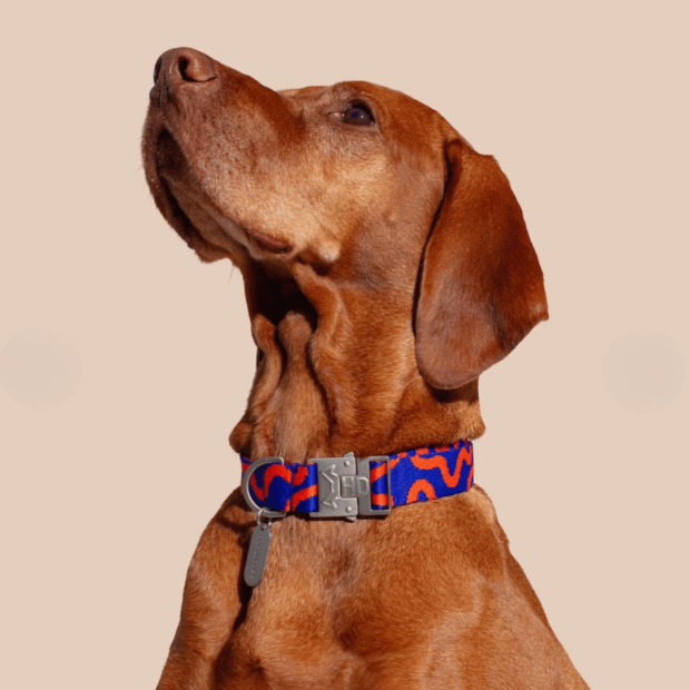 Collier Chien Éco-responsable Rocky Electric Hot Doggies