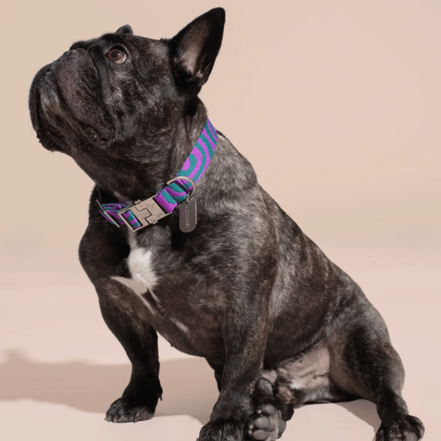 Collier Chien Éco-responsable Lola Groove Hot Doggies