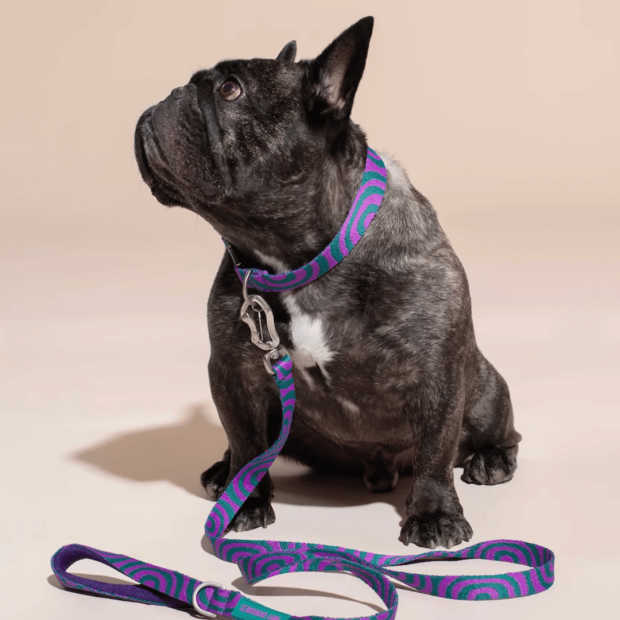 Collier Chien Éco-responsable Lola Groove Hot Doggies