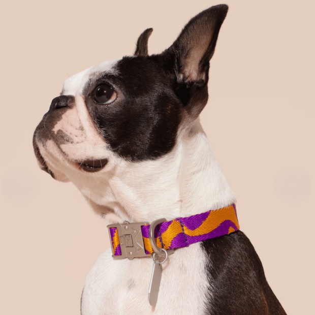Collier Chien Écoresponsable Bonny Plum Hot Doggies