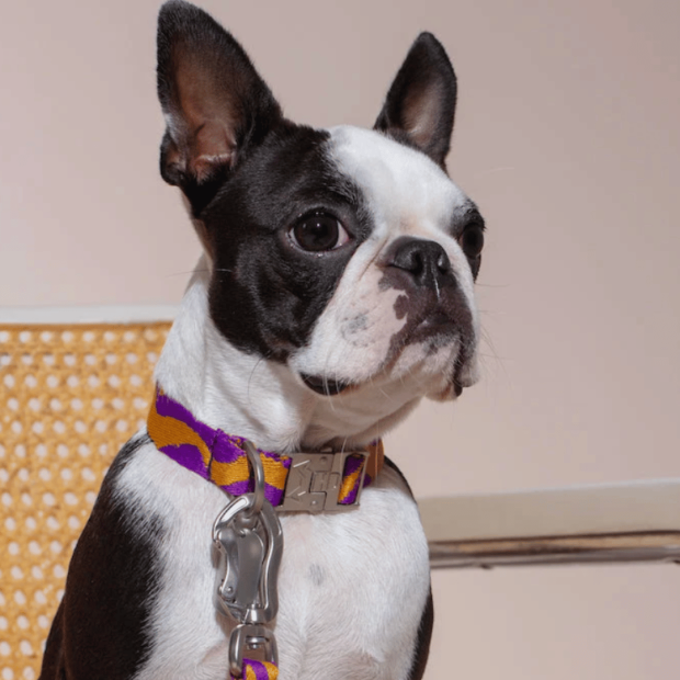 Collier Chien Écoresponsable Bonny Plum Hot Doggies