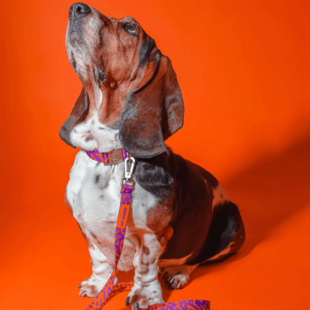 Laisse Mains Libres Chien Poppy Sunrise Hot Doggies