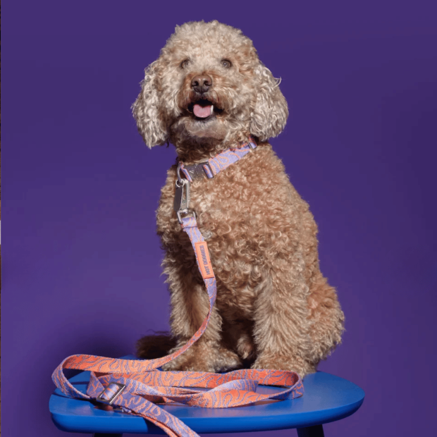 Laisse Mains Libres Chien Lily Coral Hot Doggies