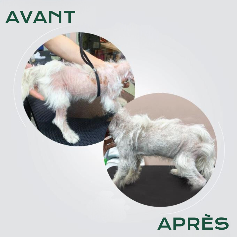 AVANT-APRÈS.png