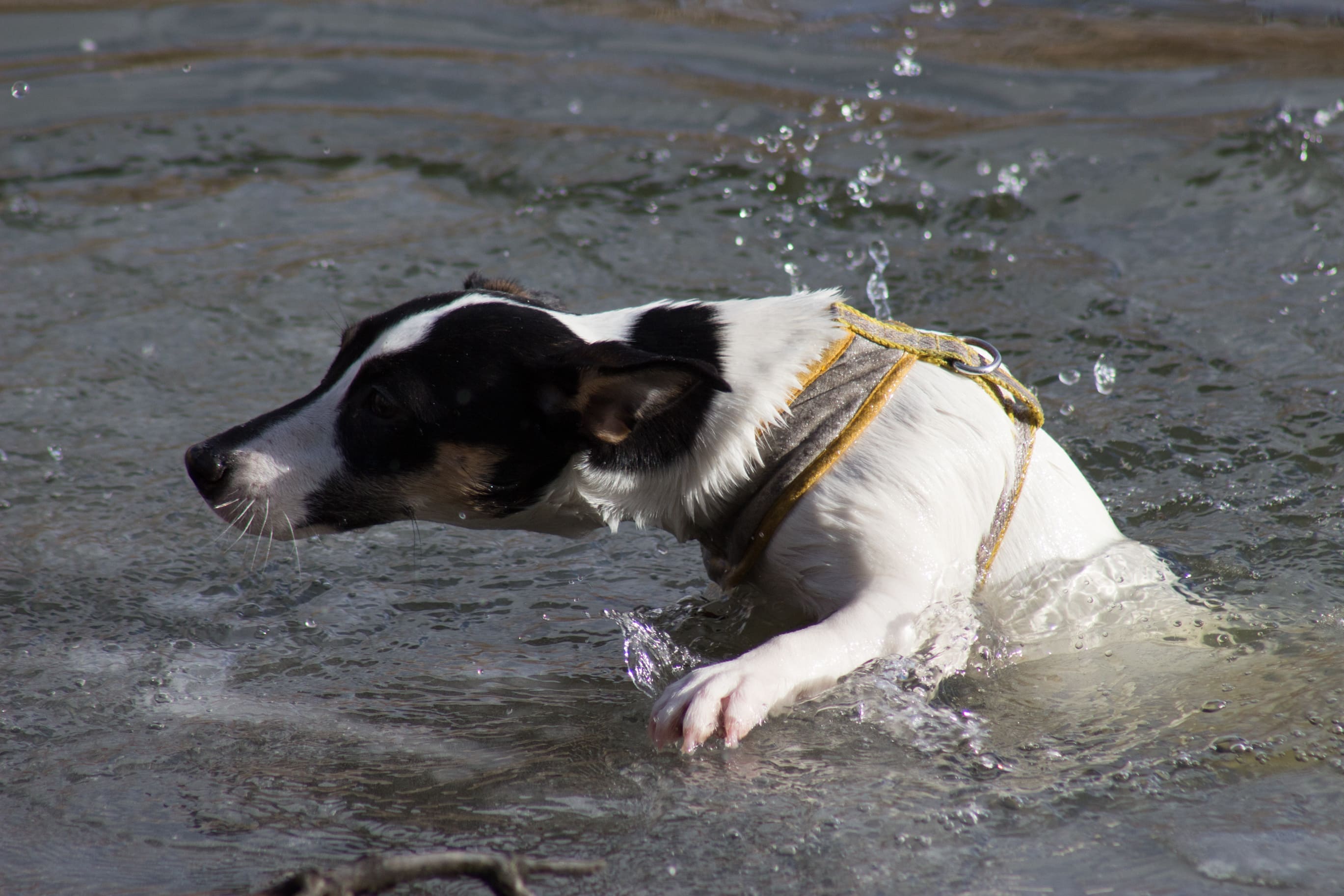 Chien-eau-gelee