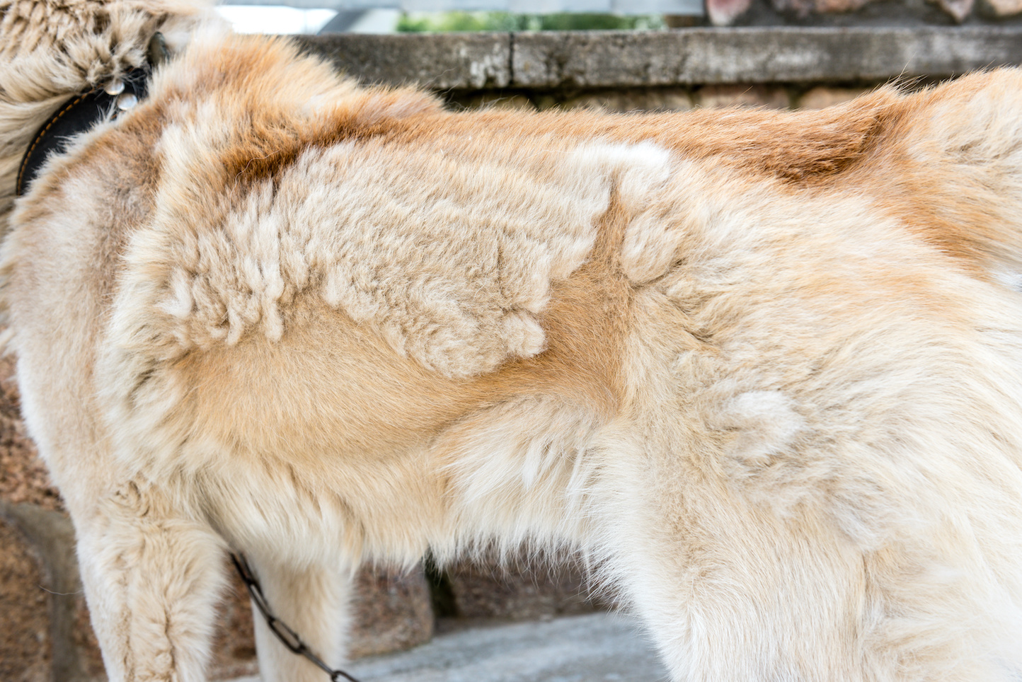 matériel de toilettage pour brosser son chien ou son chat à fourrure dense,  à poils longs ou frisés