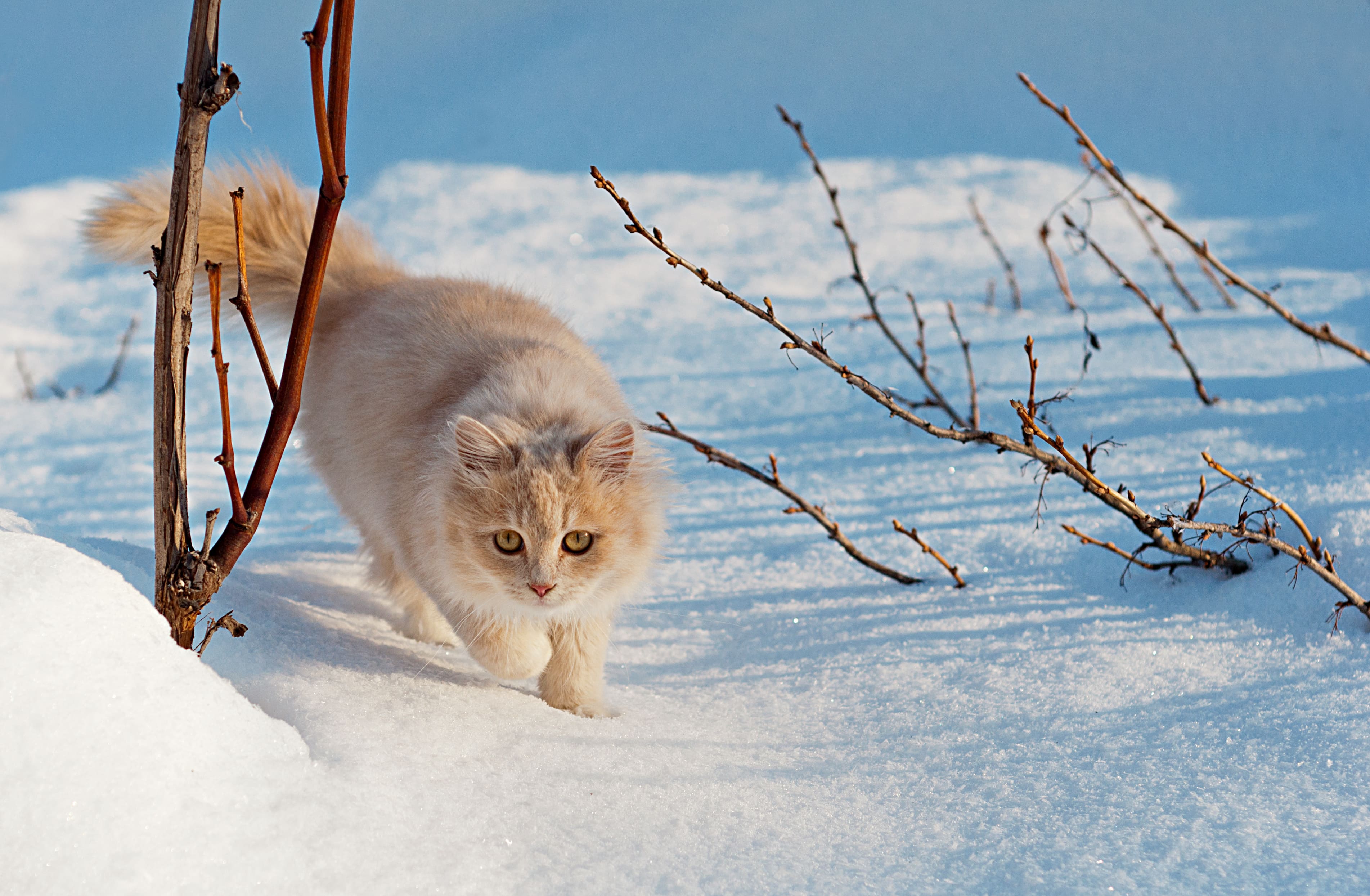 chat-neige