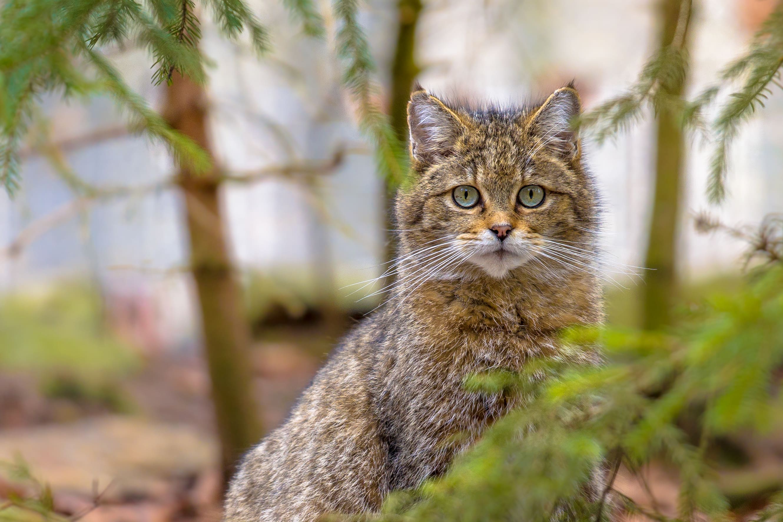 Ail-Chat-Foret