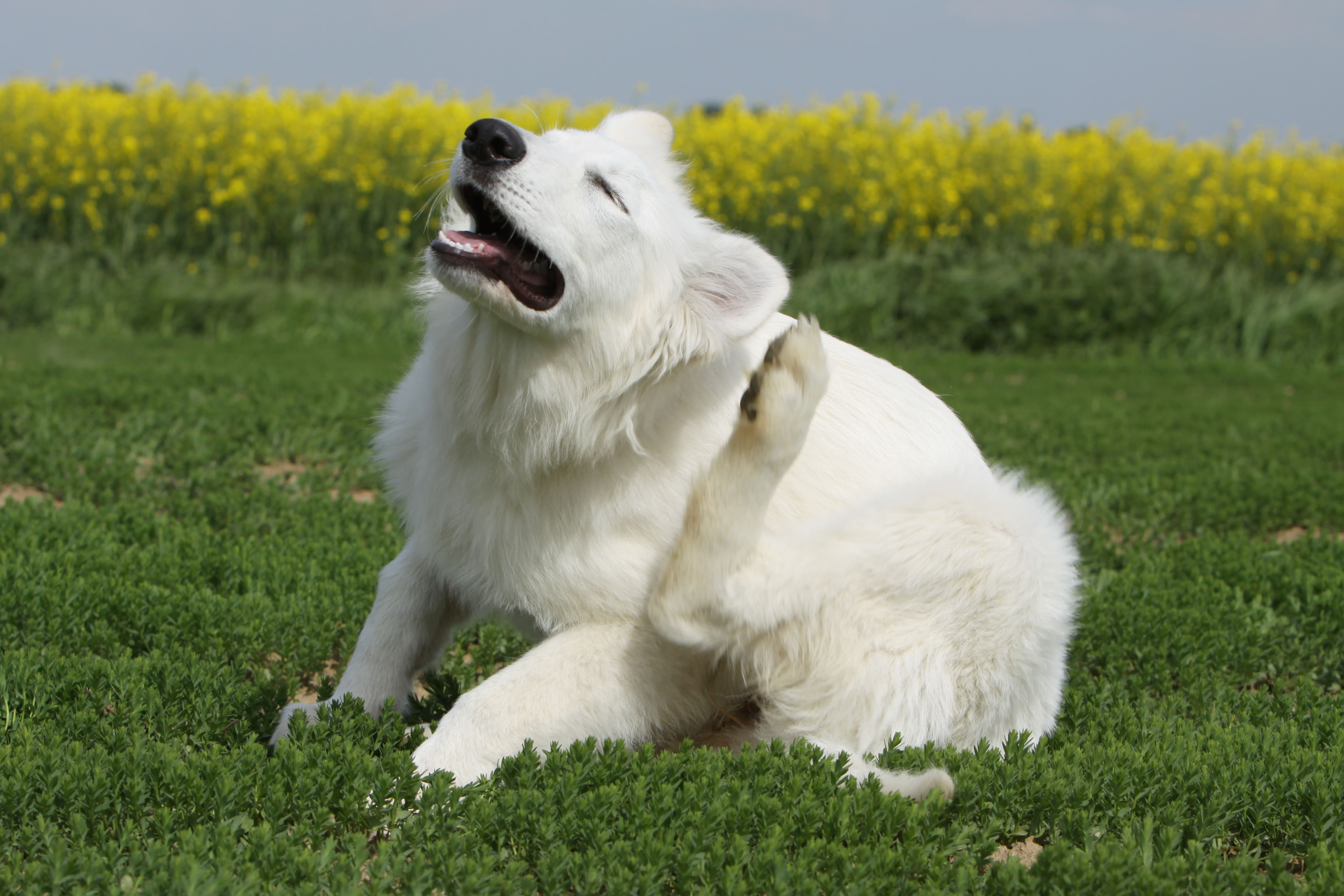 Ail-Chien-Se-Gratte