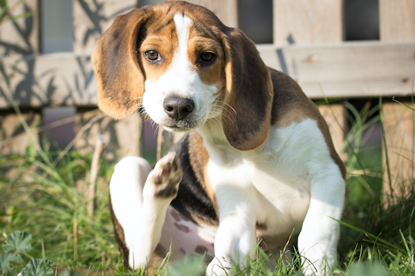 Beagle qui se gratte