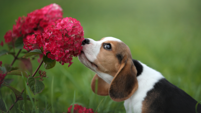 Blog-mon-chien-au-jardin-beagle-hortensia