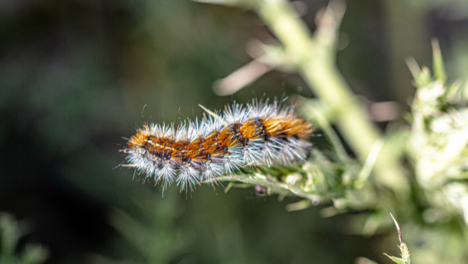 Blog-mon-chien-au-jardin-chenilles