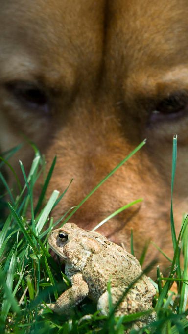 Blog-mon-chien-au-jardin-crapaud