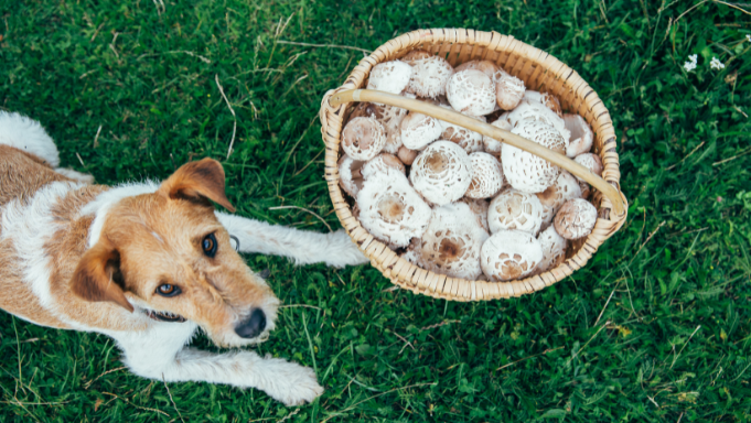 Blog-mon-chien-au-jardin-fox-champignons