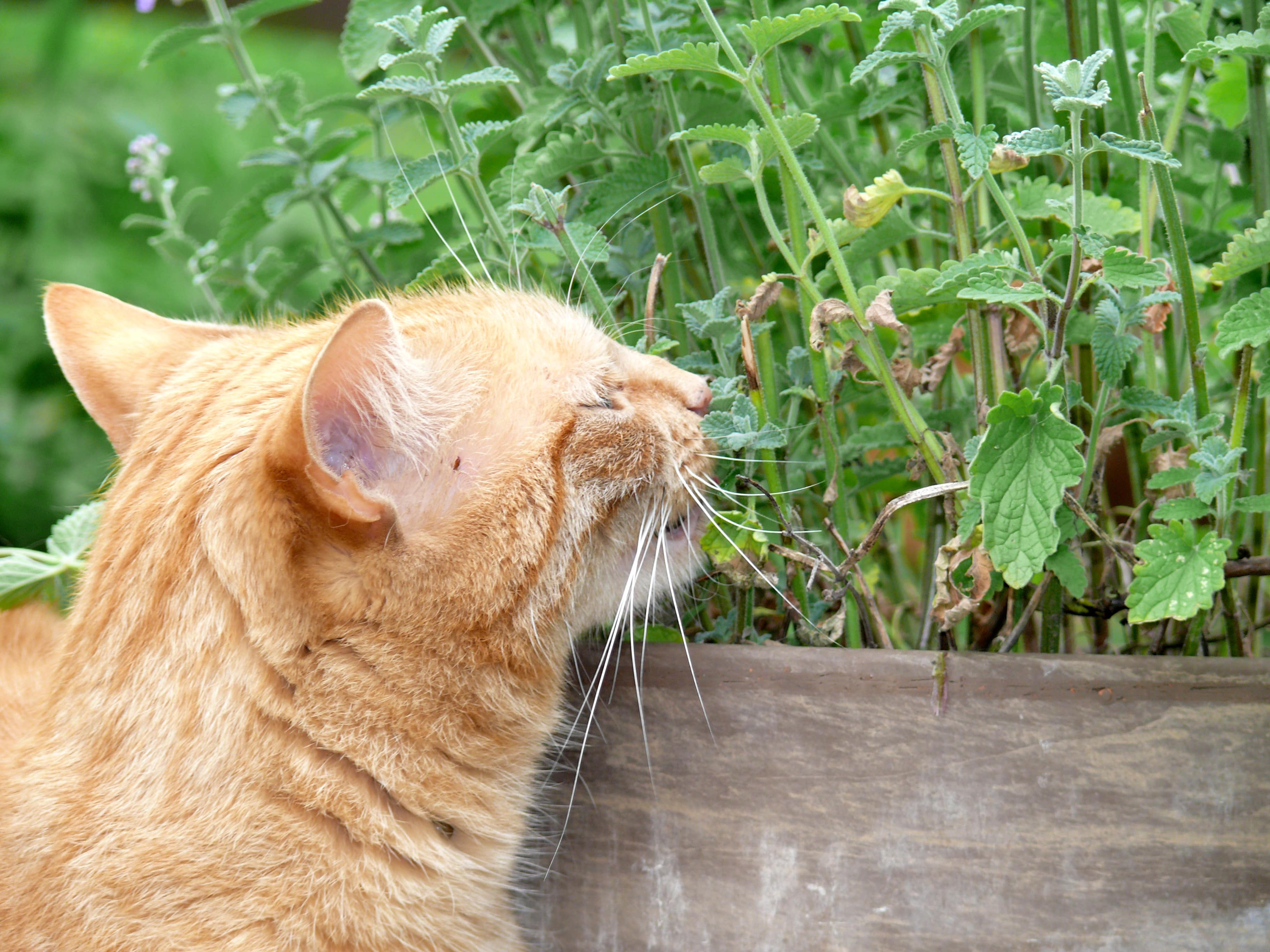 Chat herbes aromatiques