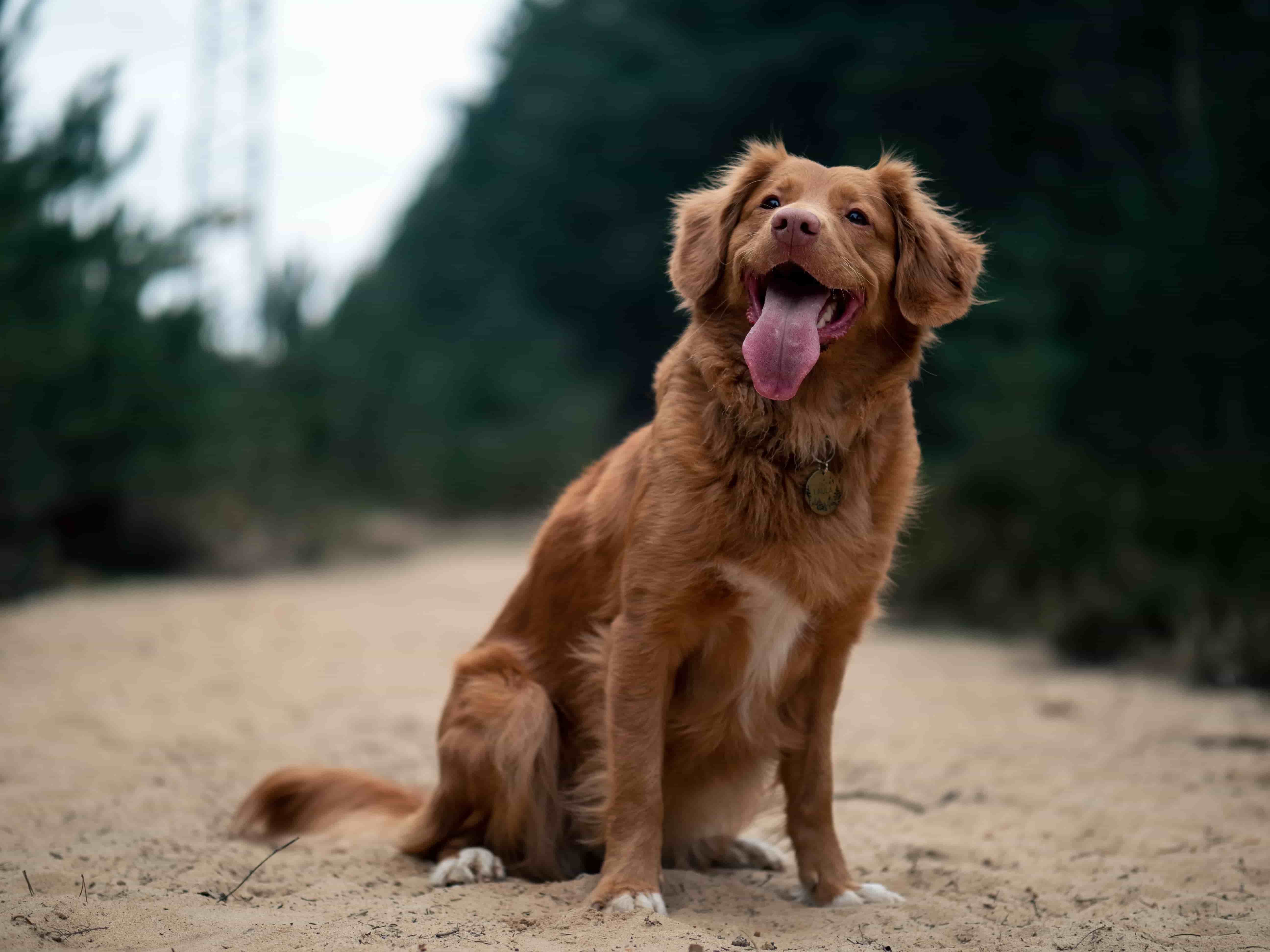 Chien-vegan-heureux-foret