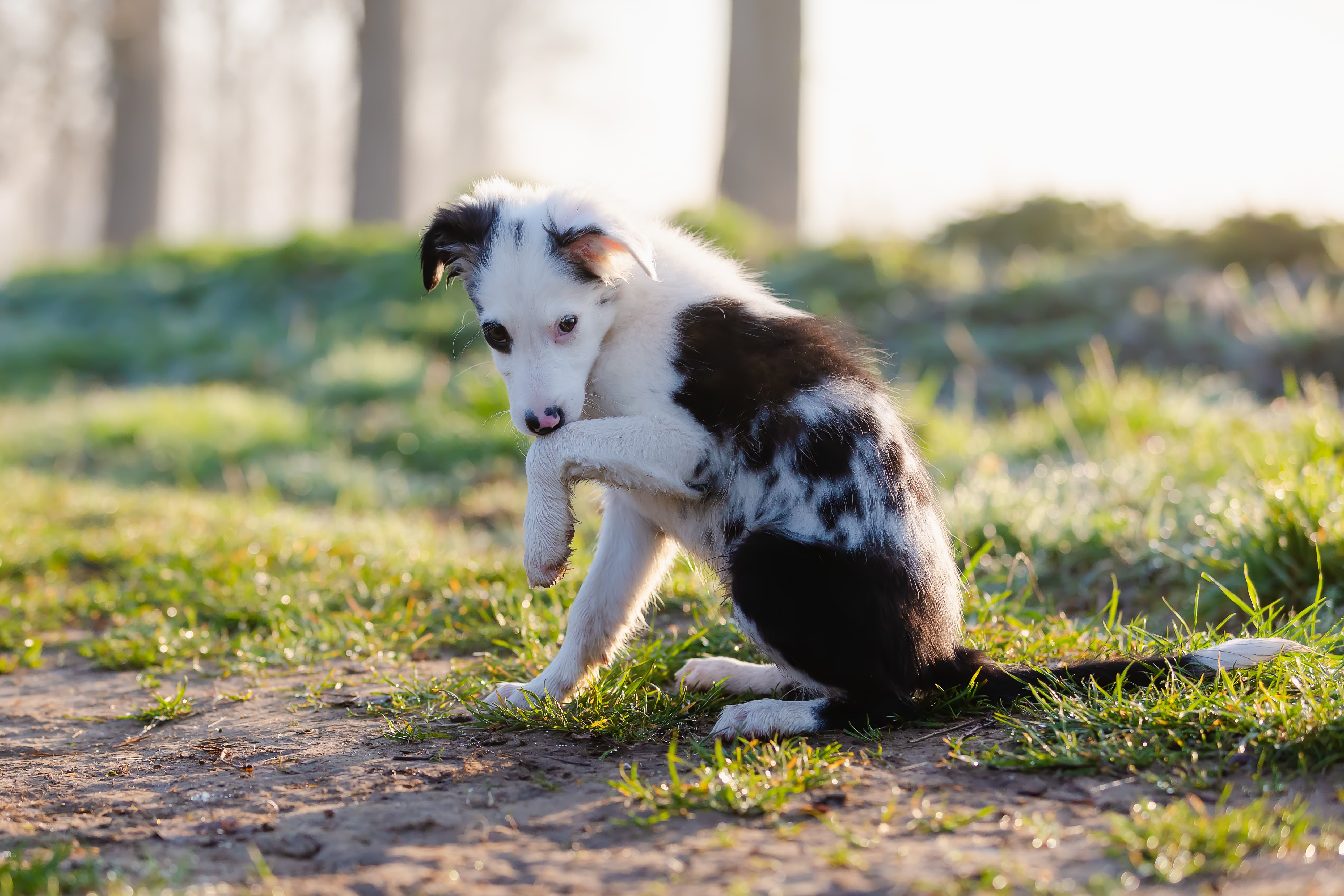 Pourquoi mon chien se leche les pattes ?