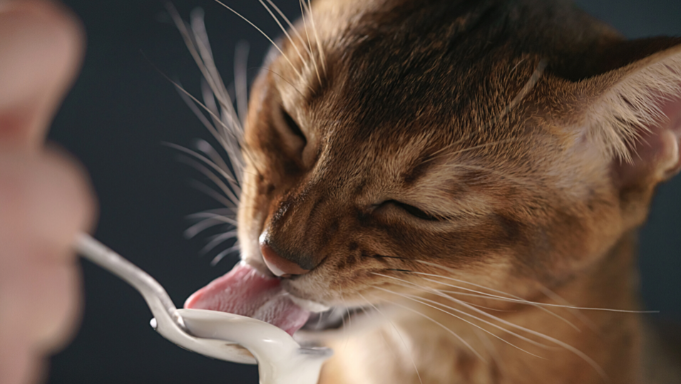 Comment-administrer-des-compléments-facilement-chat-yaourt